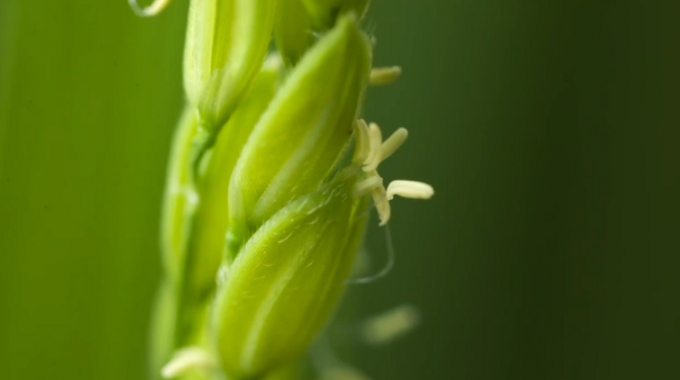 赏风物之精美 谱新岁之华章 —— 纪录片《风物》(第二季) 即将启播