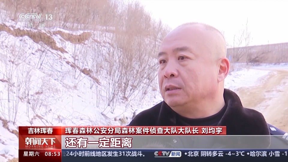 捕食了73号东北豹的东北虎是谁?虎豹专家已查明→