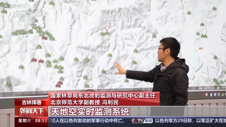 捕食了73号东北豹的东北虎是谁?虎豹专家已查明→