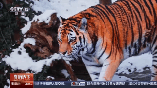 捕食了73号东北豹的东北虎是谁?虎豹专家已查明→