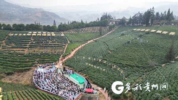全国早茶大会暨2024年“贵州绿茶”第一采活动在普安举办