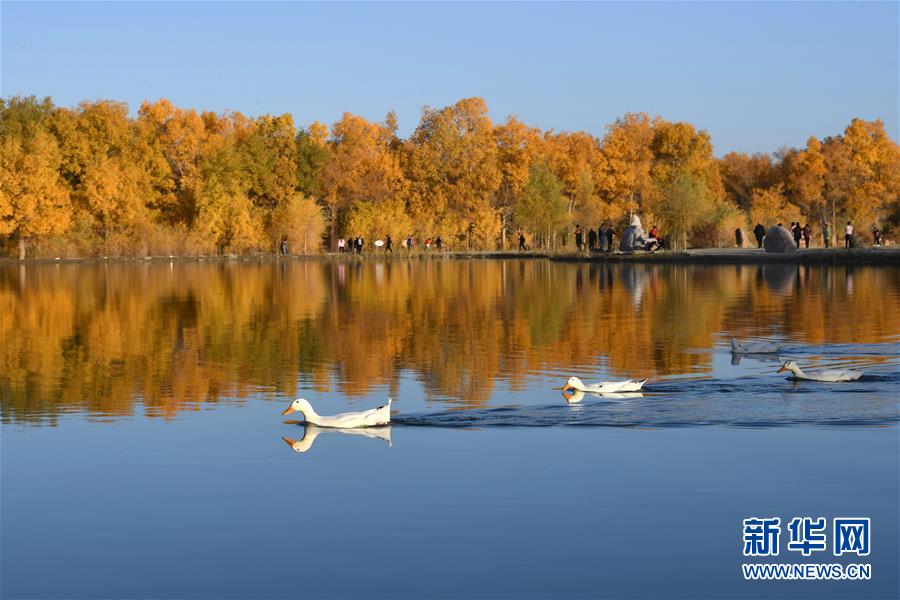 新华网@甘肃金塔：金秋胡杨美如画