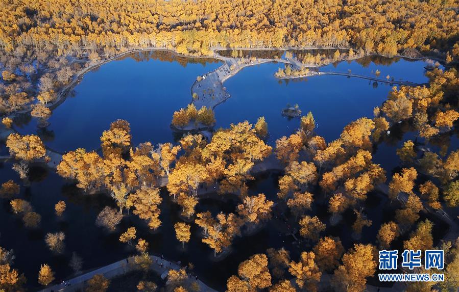 新华网@甘肃金塔：金秋胡杨美如画