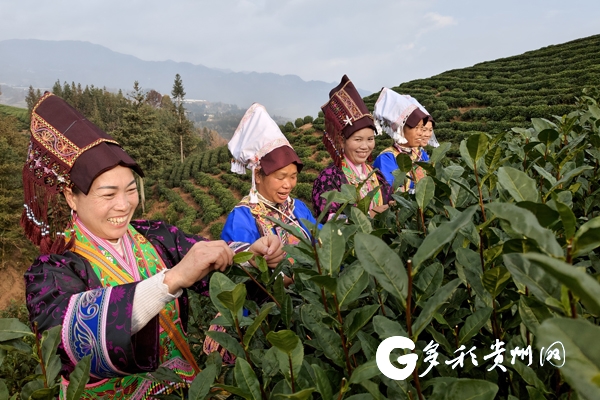 全国早茶大会暨2024年“贵州绿茶”第一采活动在普安举办