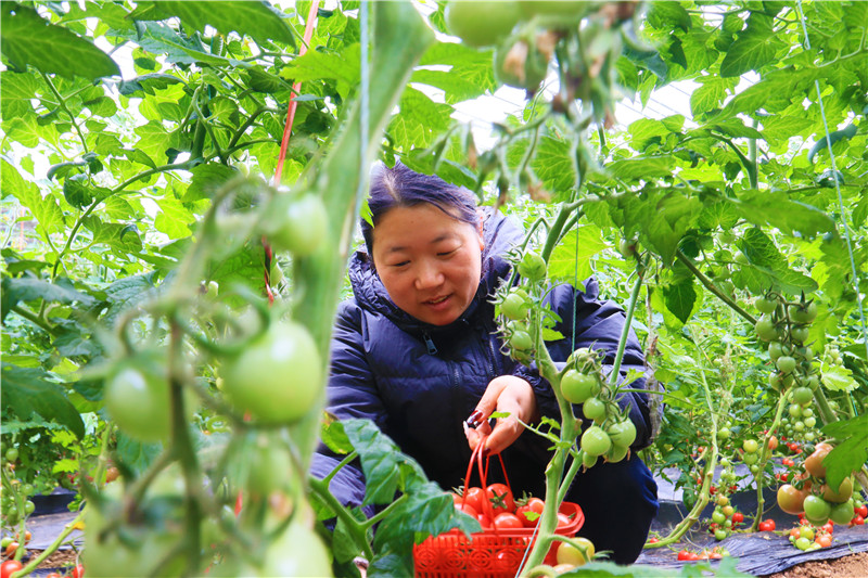 南阳市内乡县：科技菜 保供应_fororder_员工在采摘小番茄.JPG