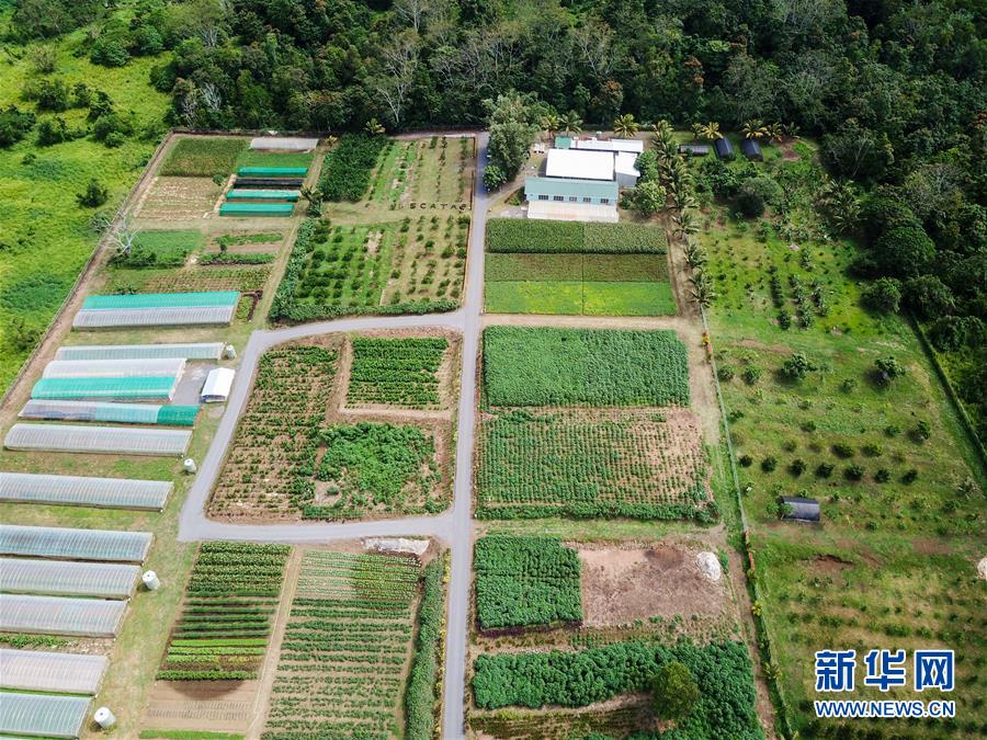 新华网■急人所需 授人以渔——中国农技援助项目改善萨摩亚人“