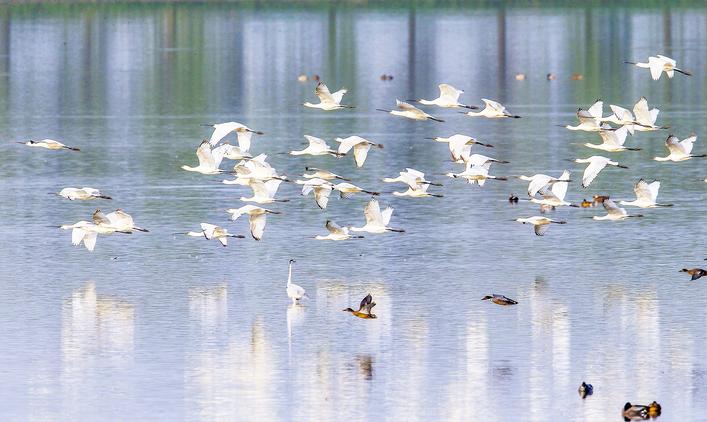 武汉冬候鸟：我的湿地我做主