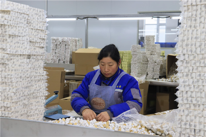 河南南阳：艾产业生产“开门红”_fororder_员工正在包装艾柱.JPG
