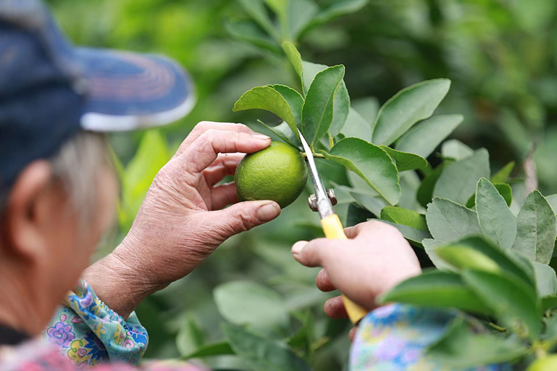 外资在四川|当百威遇上资阳:一场关于啤酒与乡村振兴的美丽对话_fororder_微信图片_20240105104129