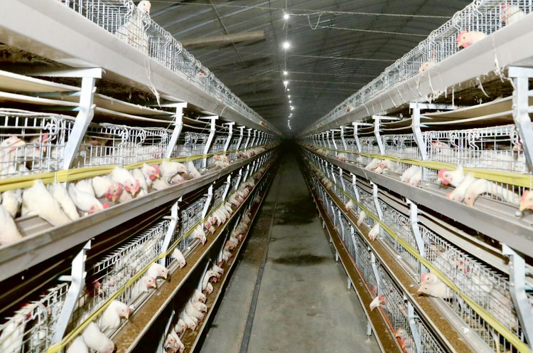 河北东光:标准化养殖 开启现代致富路_fororder_图片8