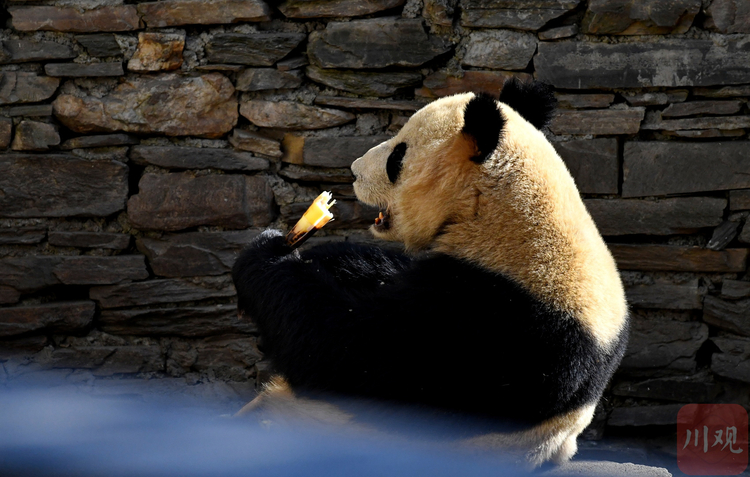 （转载）四川卧龙：冬日暖阳里大熊猫萌态十足惹人爱