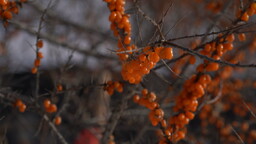 牡丹江林口：驰游冰天雪地 畅享美好生活