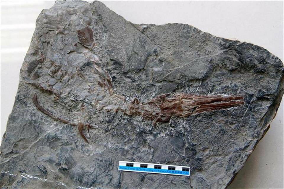 南漳湖北鳄列入重要基础地质研究成果 将爬行动物滤食能力记录提前了1800多万年