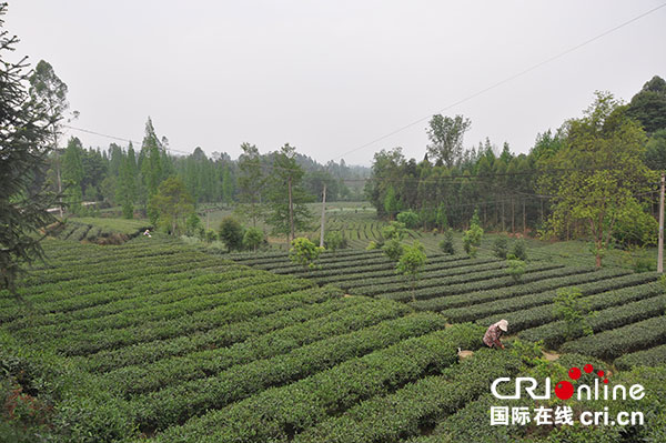 图片默认标题_fororder_3