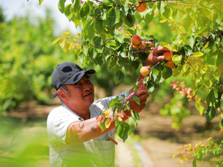 Weinan in Shaanxi Province Celebrates Bumper Harvest of Fragrant Fruits_fororder_rBABDGSX5qqAO_wyAAAAAAAAAAA983.1267x845.880x587