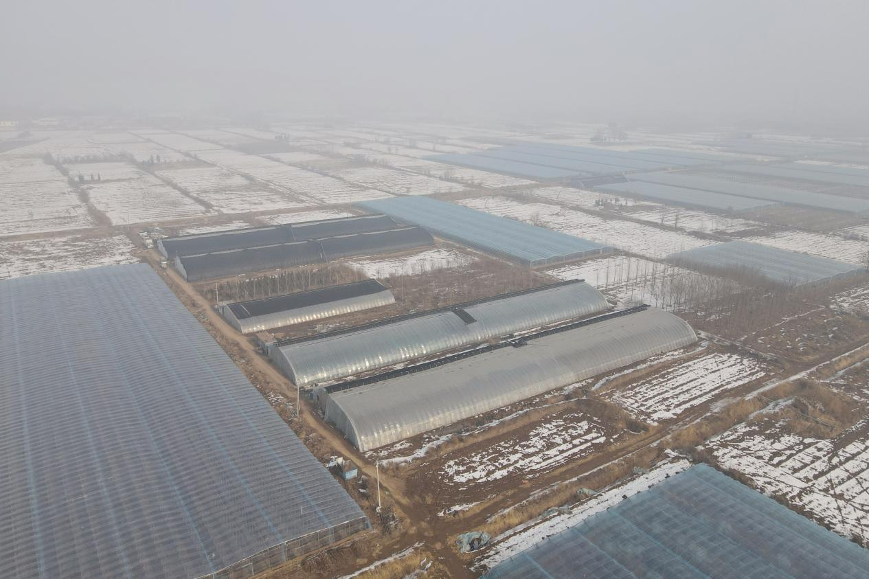 河北青县:“冬闲”变“冬忙” 甜瓜棚里育苗忙_fororder_图片5