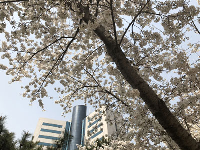 4月18日　水曜日