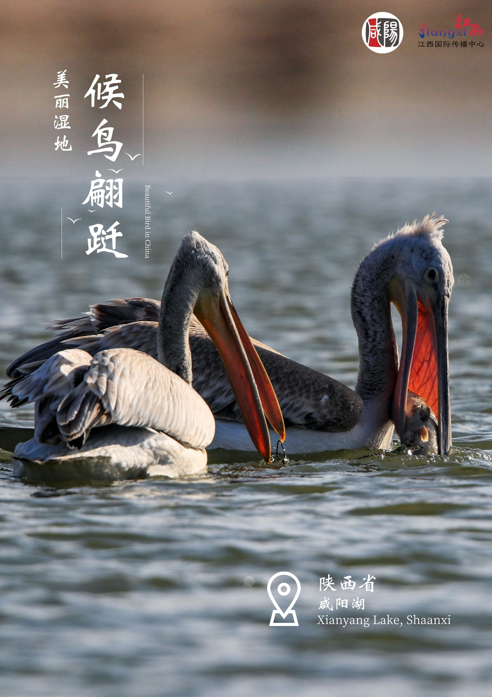 【陕耀国际·32期】咸阳打造“AmazingXianyang”外宣账号:让世界认识咸阳、关注咸阳、爱上咸阳_fororder_图片7