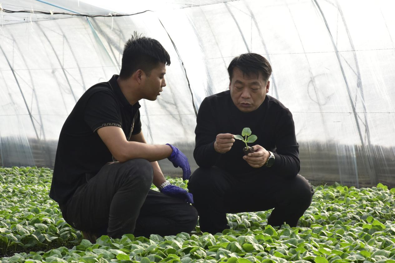 河北青县:“冬闲”变“冬忙” 甜瓜棚里育苗忙_fororder_图片8