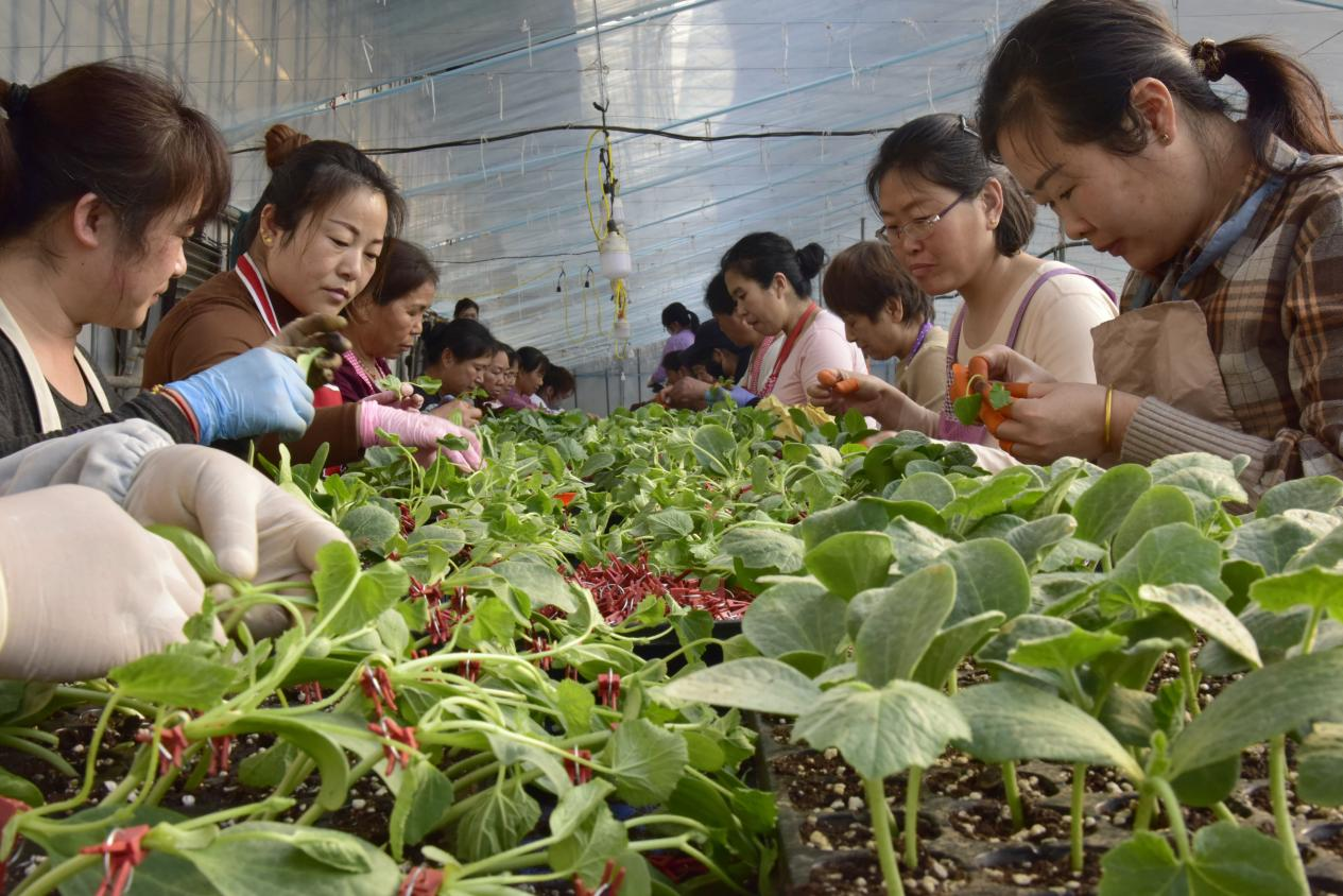 河北青县:“冬闲”变“冬忙” 甜瓜棚里育苗忙_fororder_图片6