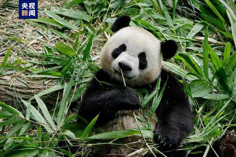 旅新大熊猫“叻叻”宁静抵收工都