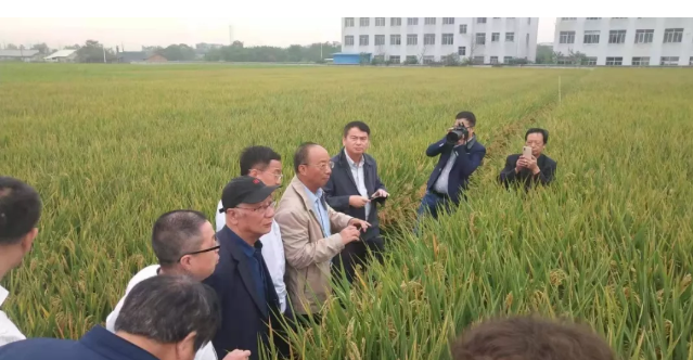 科技日报：1046.3公斤！袁隆平团队第三代杂交水稻交出最新成绩单