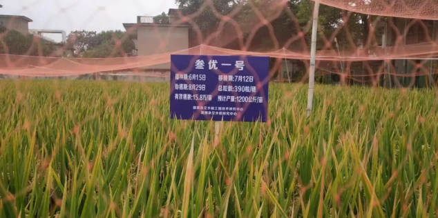 科技日报：1046.3公斤！袁隆平团队第三代杂交水稻交出最新成绩单