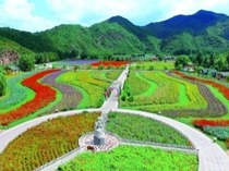 十万亩农田花海环绕京城 十万亩农田花海环绕京城