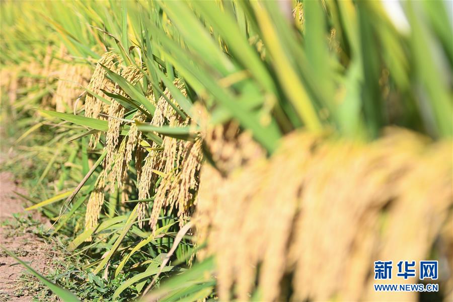 「新华网」1046.3公斤！袁隆平第三代杂交水稻首次公开测产