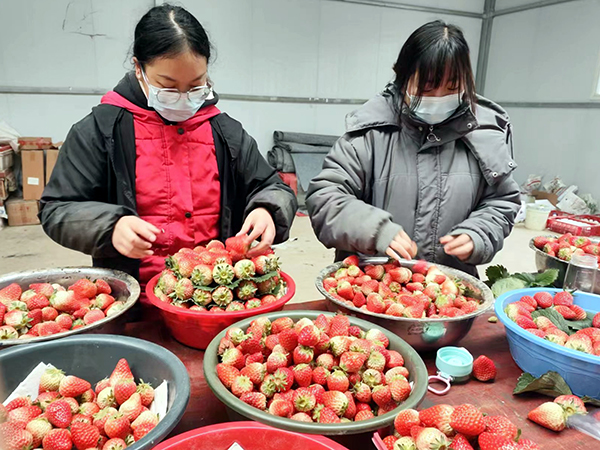 广元朝天:草莓飘香采摘忙 富民增收产业旺_fororder_工人正在分选草莓