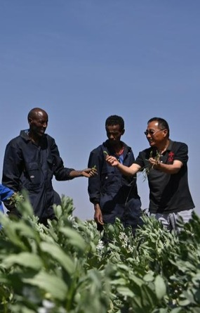 非洲科学院前院长：非中农业合作助力非洲织好“粮食安全网”_fororder_微信图片_20240123141023