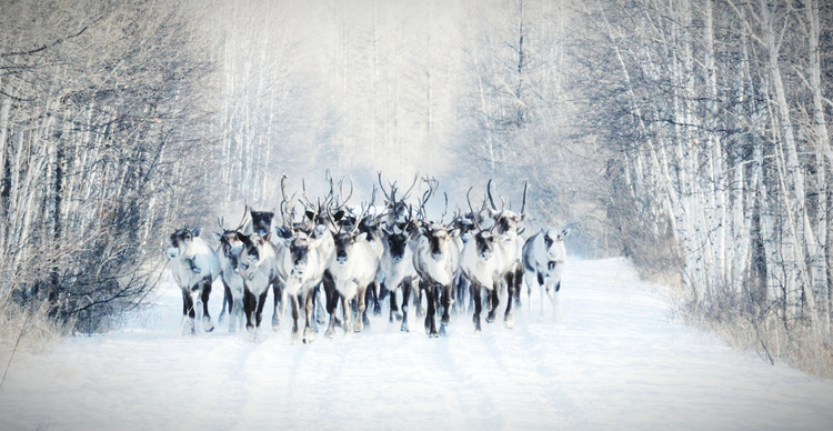 内蒙古：冬季旅游新体验 冷极村里过大年_fororder_在中国冷极村里寻鹿