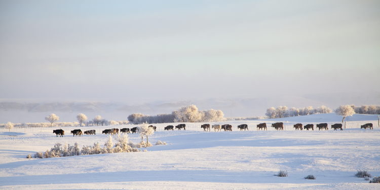 图片默认标题_fororder_在鄂温克族自治旗的冬季，牛群踏雪前行，雾凇挂树，大雾弥漫。白雪与牛群，静谧与生机，共绘一幅冬日牧歌。（摄影：索米亚）