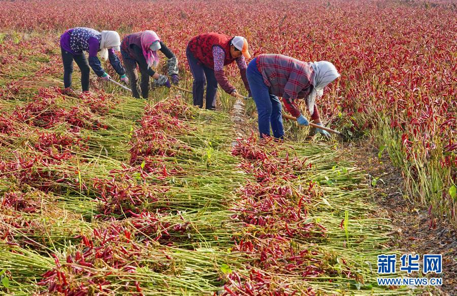 「新华网」河北滦南：望天椒喜获丰收