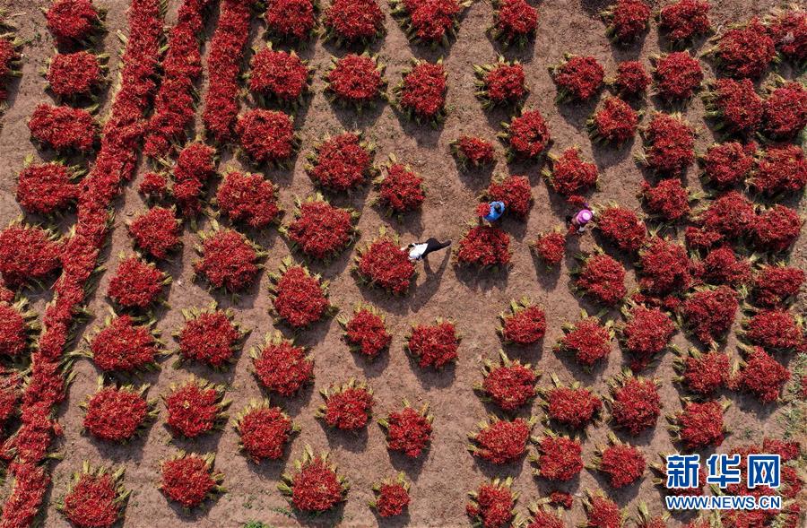 「新华网」河北滦南：望天椒喜获丰收