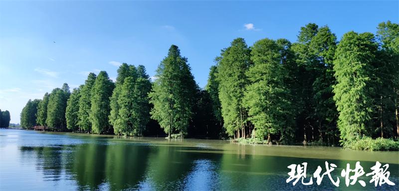 看清波荡漾 芳草萋萋 江苏首届“10佳湿地生态修复案例”出炉