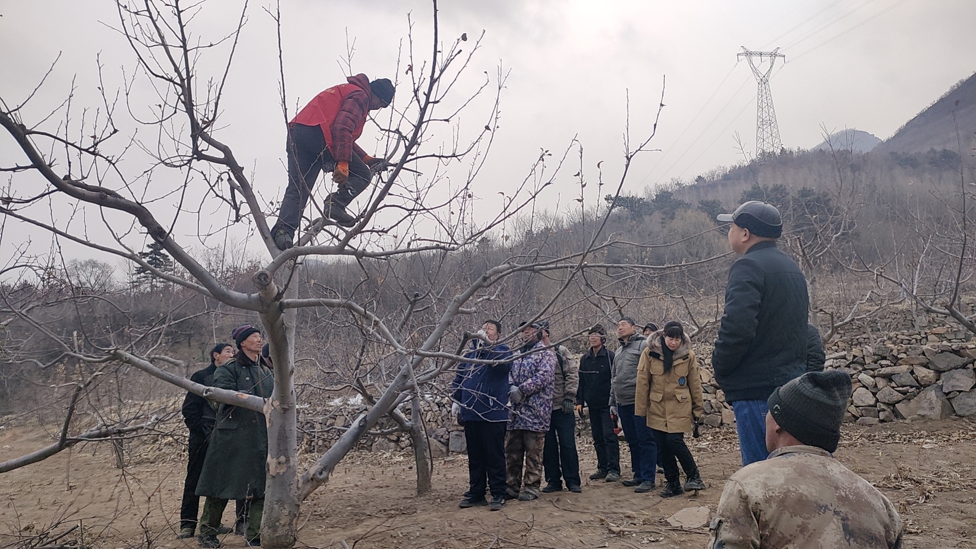河北承德县:果树“巡剪”正当时 提质增效促增_fororder_图三为:志愿者对果树剪枝进行现场指导。高兴国 摄