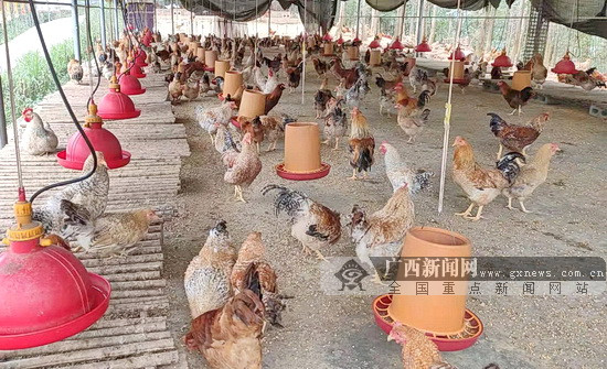 大化推行"联建联养"脱贫模式 促七百弄鸡产业发展
