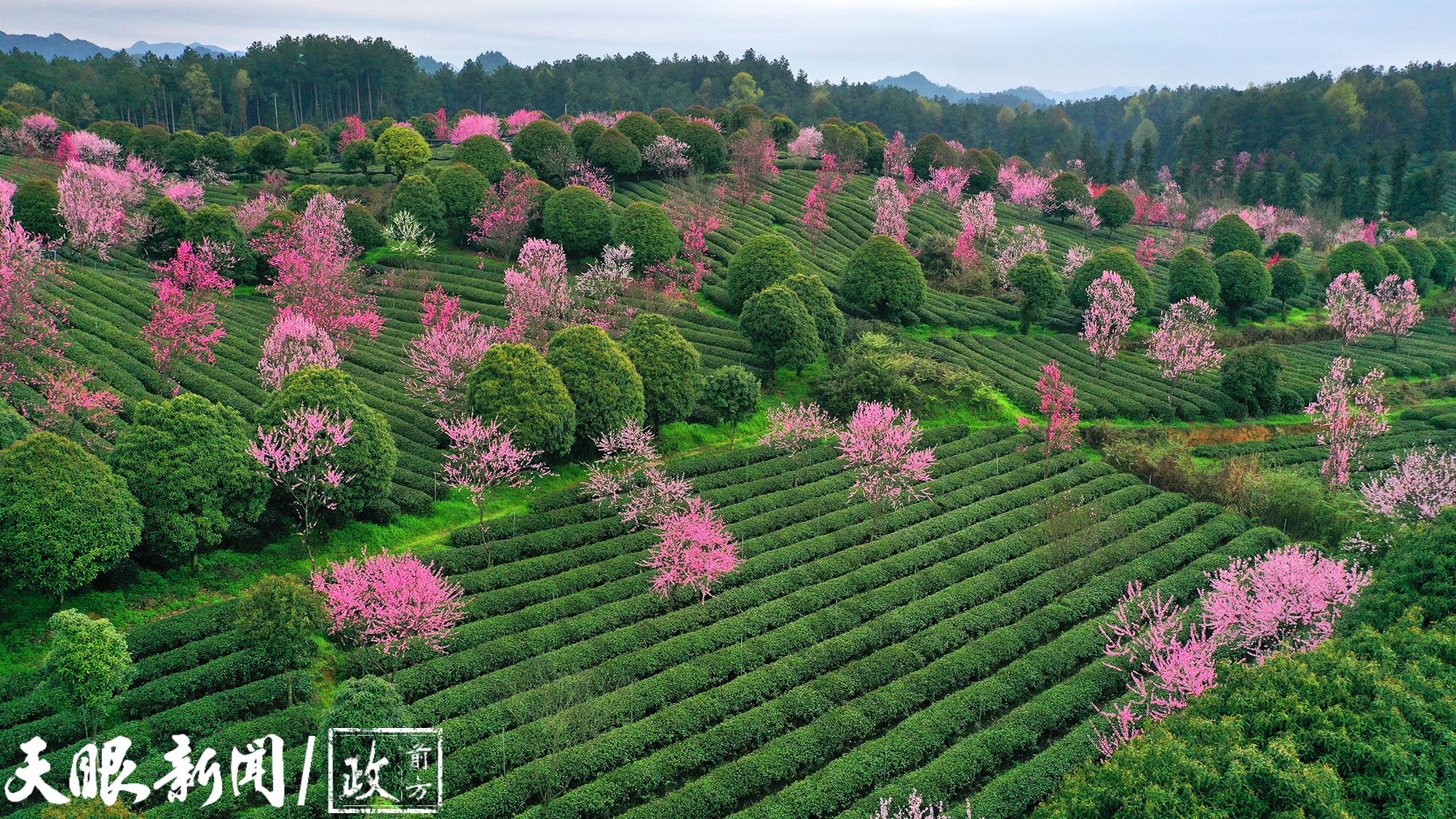 一“抹”贵州茶香飘全世界