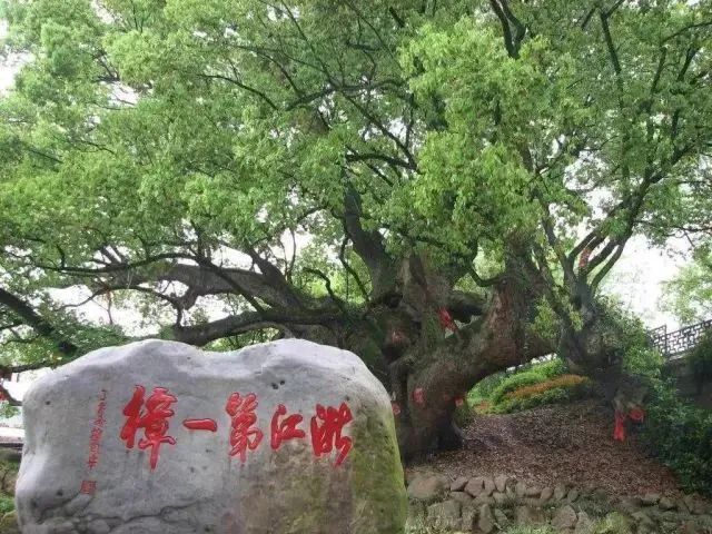 丽水路湾古樟入选 “中国十大最美古樟树”_fororder_1765564378897334272_720px