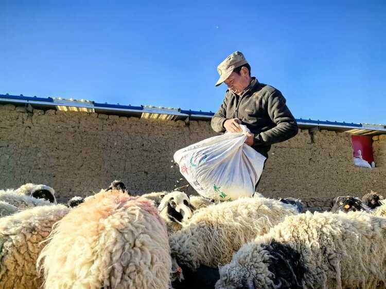 西藏岗巴县岗巴镇雪村:过上喜气“羊羊”的好日子