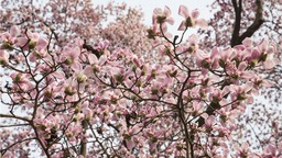 【春日里的河南】平顶山市鲁山县：千年辛夷花盛开 如诗如画春意浓