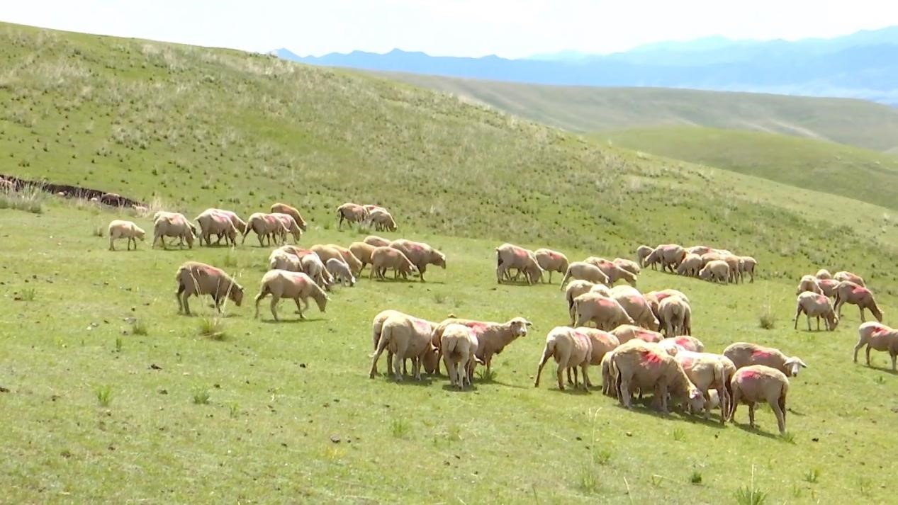 【原创】武威天祝:天华肉羊撑起羊产业新天地_fororder_1