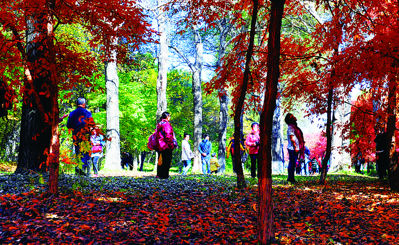 长春市公园打造秋叶景观供游客欣赏
