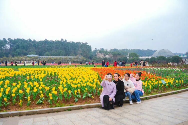 湖南世界名花生态文化节开幕，樱花盛放吸引众多游客_fororder_640