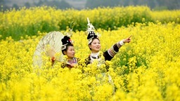 贵州黎平：万亩油菜花开引客来 加速春季旅游复苏