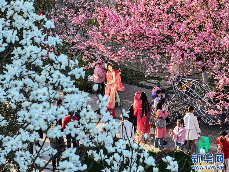 重庆南山：赏花正当时