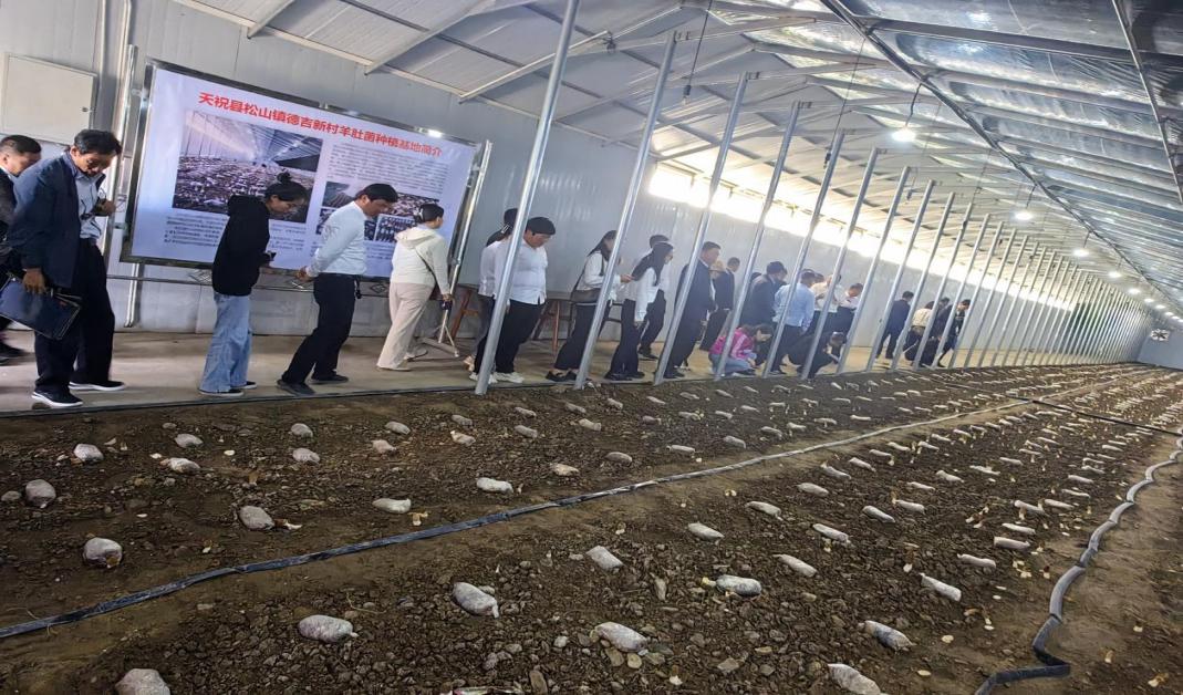 【原创】武威天祝:强化信用建设 助力食用菌产业规范发展_fororder_图片1