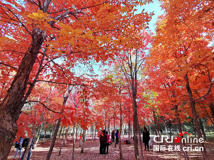 02【吉林】【原创】长春:最是一年秋好处