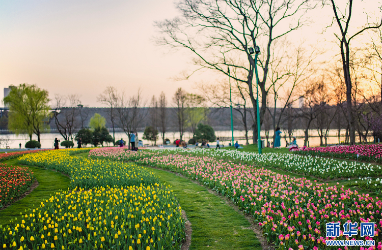 南京中山植物园：郁金香“盛装登场” 斑斓花海春天有约